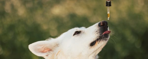 animaux de compagnie