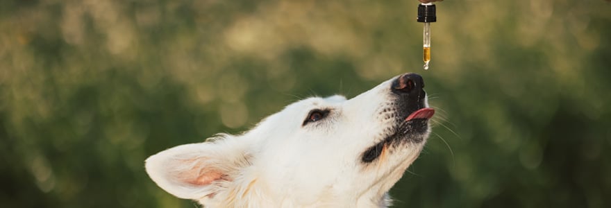 animaux de compagnie